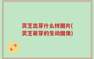 灵芝出芽什么样图片(灵芝萌芽的生动图像)