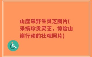 山崖采野生灵芝图片(采摘珍贵灵芝，惊险山崖行动的壮观照片)