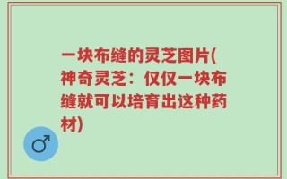 一块布缝的灵芝图片(神奇灵芝：仅仅一块布缝就可以培育出这种药材)