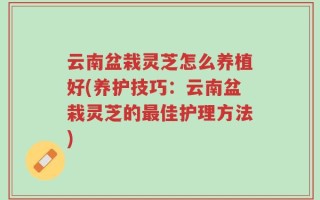 云南盆栽灵芝怎么养植好(养护技巧：云南盆栽灵芝的最佳护理方法)