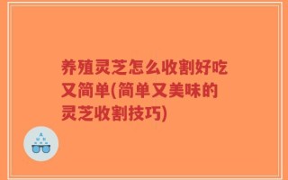 养殖灵芝怎么收割好吃又简单(简单又美味的灵芝收割技巧)