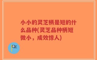 小小的灵芝柄是短的什么品种(灵芝品种柄短微小，成效惊人)