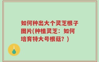 如何种出大个灵芝根子图片(种植灵芝：如何培育特大号根菇？)