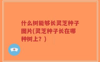 什么树能够长灵芝种子图片(灵芝种子长在哪种树上？)