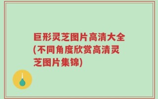 巨形灵芝图片高清大全(不同角度欣赏高清灵芝图片集锦)