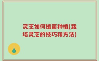 灵芝如何植菌种植(栽培灵芝的技巧和方法)