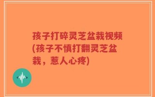 孩子打碎灵芝盆栽视频(孩子不慎打翻灵芝盆栽，惹人心疼)