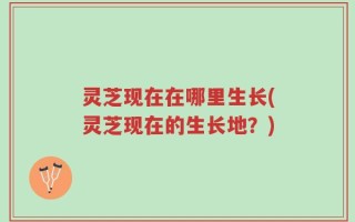 灵芝现在在哪里生长(灵芝现在的生长地？)