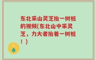 东北采山灵芝抬一树桩的视频(东北山中采灵芝，力大者抬着一树桩！)