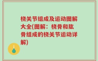 桡关节组成及运动图解大全(图解：桡骨和肱骨组成的桡关节运动详解)