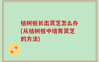 枯树桩长出灵芝怎么办(从枯树桩中培育灵芝的方法)