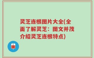 灵芝连根图片大全(全面了解灵芝：图文并茂介绍灵芝连根特点)
