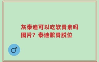 灰泰迪可以吃软骨素吗图片？泰迪髌骨脱位