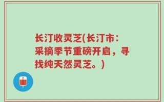 长汀收灵芝(长汀市：采摘季节重磅开启，寻找纯天然灵芝。)