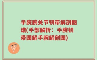 手腕腕关节韧带解剖图谱(手部解析：手腕韧带图解手腕解剖图)