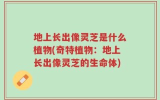 地上长出像灵芝是什么植物(奇特植物：地上长出像灵芝的生命体)