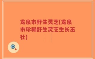 龙泉市野生灵芝(龙泉市珍稀野生灵芝生长茁壮)