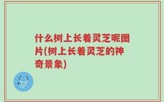 什么树上长着灵芝呢图片(树上长着灵芝的神奇景象)