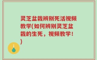 灵芝盆栽辨别死活视频教学(如何辨别灵芝盆栽的生死，视频教学！)