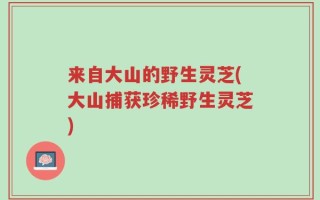 来自大山的野生灵芝(大山捕获珍稀野生灵芝)