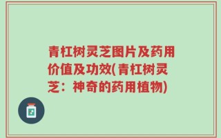 青杠树灵芝图片及药用价值及功效(青杠树灵芝：神奇的药用植物)