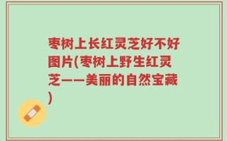 枣树上长红灵芝好不好图片(枣树上野生红灵芝——美丽的自然宝藏)