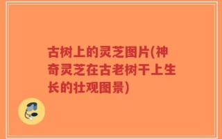 古树上的灵芝图片(神奇灵芝在古老树干上生长的壮观图景)