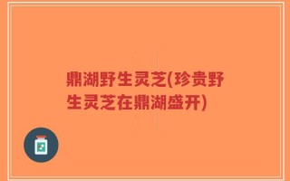 鼎湖野生灵芝(珍贵野生灵芝在鼎湖盛开)