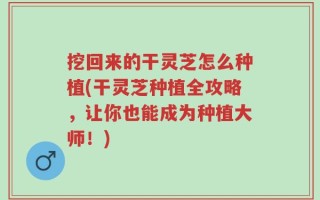 挖回来的干灵芝怎么种植(干灵芝种植全攻略，让你也能成为种植大师！)
