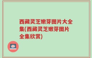 西藏灵芝嫩芽图片大全集(西藏灵芝嫩芽图片全集欣赏)