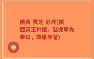 陕西 灵芝 赵虎(陕西灵芝种植，赵虎率先尝试，效果显著)