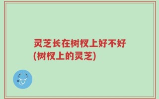 灵芝长在树杈上好不好(树杈上的灵芝)