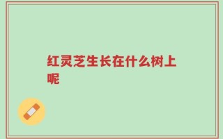红灵芝生长在什么树上呢