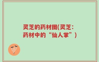 灵芝的药材图(灵芝：药材中的“仙人掌”)