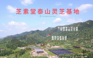 灵芝效果怎么样？灵芝孢子粉怎么样？