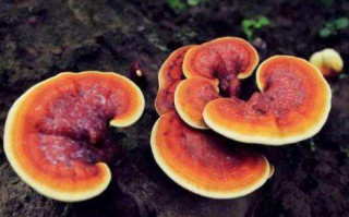 哪些因素会导致灵芝孢子粉价格产生变化？