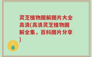 灵芝植物图解图片大全高清(高清灵芝植物图解全集，百科图片分享)