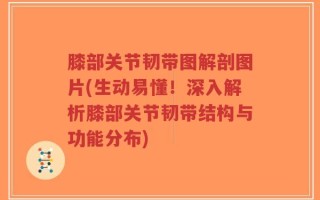 膝部关节韧带图解剖图片(生动易懂！深入解析膝部关节韧带结构与功能分布)