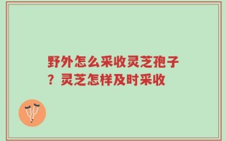 野外怎么采收灵芝孢子？灵芝怎样及时采收