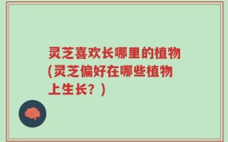 灵芝喜欢长哪里的植物(灵芝偏好在哪些植物上生长？)