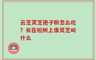 云芝灵芝孢子粉怎么吃？长在松树上像灵芝叫什么
