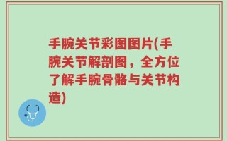 手腕关节彩图图片(手腕关节解剖图，全方位了解手腕骨骼与关节构造)
