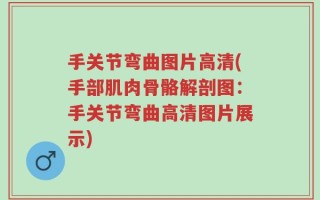 手关节弯曲图片高清(手部肌肉骨骼解剖图：手关节弯曲高清图片展示)
