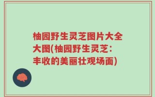 柚园野生灵芝图片大全大图(柚园野生灵芝：丰收的美丽壮观场面)