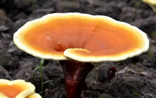 灵芝孢子粉和灵芝粉在功能有这么大的区别？