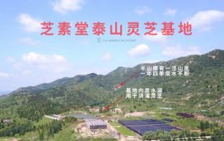 芝素堂灵芝孢子粉是正规厂家吗？灵芝孢子粉品质如何？