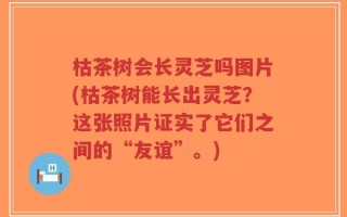 枯茶树会长灵芝吗图片(枯茶树能长出灵芝？这张照片证实了它们之间的“友谊”。)