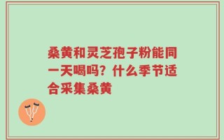 桑黄和灵芝孢子粉能同一天喝吗？什么季节适合采集桑黄