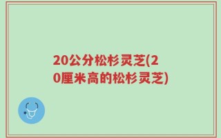 20公分松杉灵芝(20厘米高的松杉灵芝)