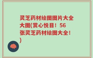 灵芝药材绘图图片大全大图(赏心悦目！56张灵芝药材绘图大全！)
